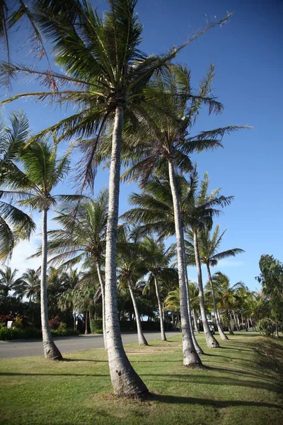 palm trees in the park