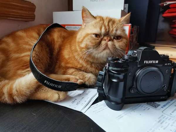 cat with a camera and a cup of coffee