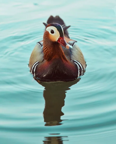 beautiful bird in the lake