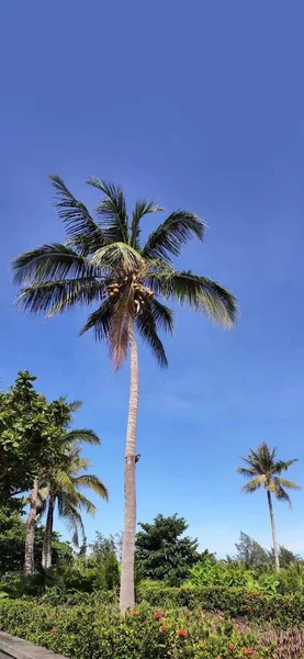 palm trees in the park