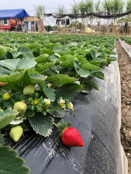 strawberry field, growing strawberries, farm