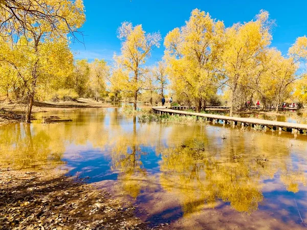 autumn landscape with trees and leaves