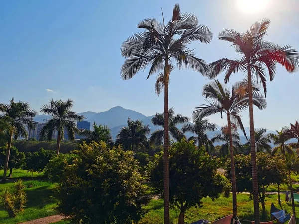 palm trees in the park