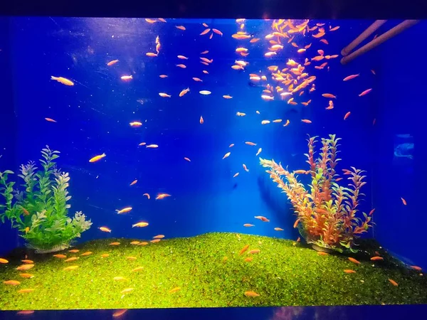 underwater scene with aquarium and fish