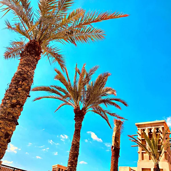 palm tree in the city of sharm el sheikh, egypt