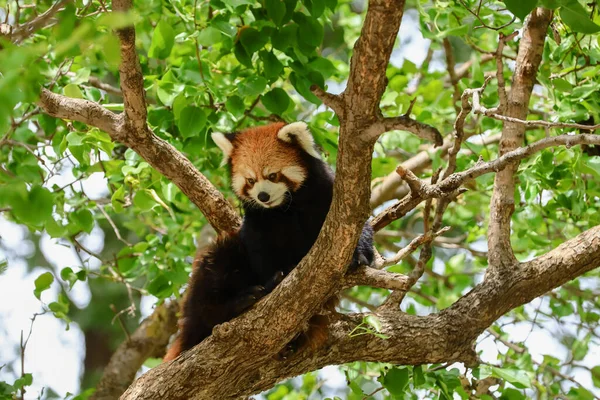 panda on the tree