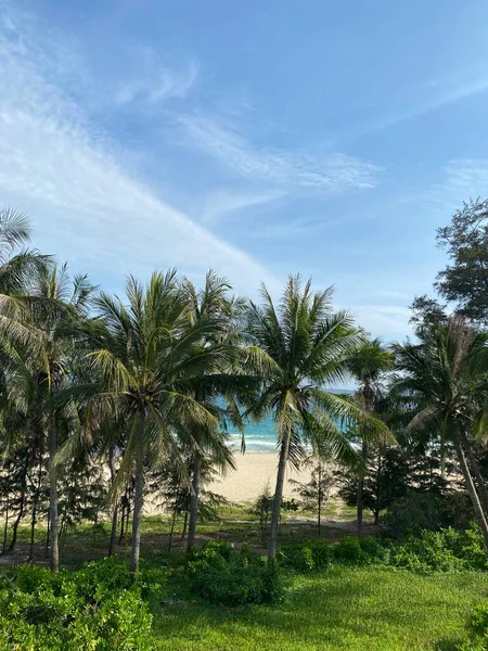 palm trees in the park