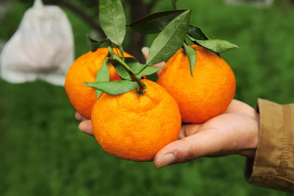 hand holding ripe tangerines with green leaves