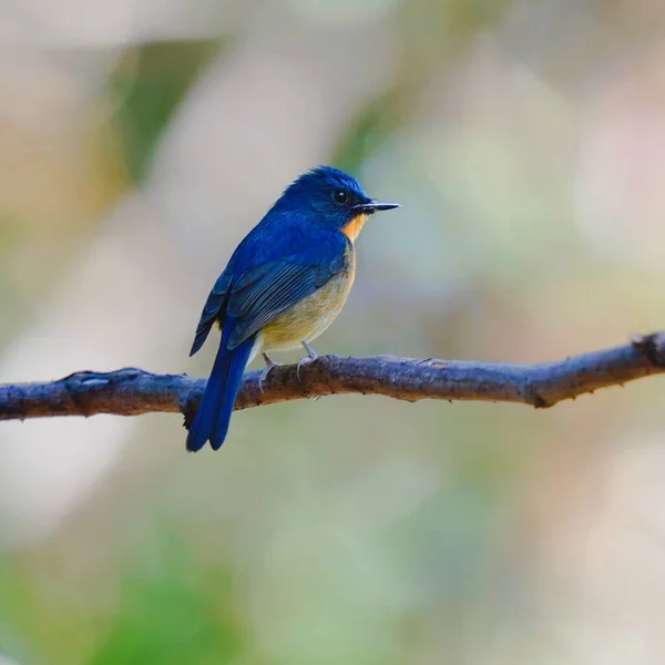 beautiful blue-green bird on a branch