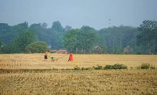 a farmer in the field of the wheat in the background