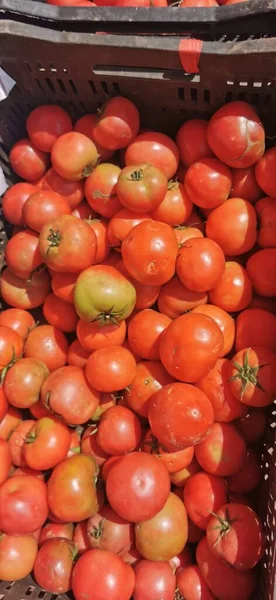 fresh tomatoes in a market