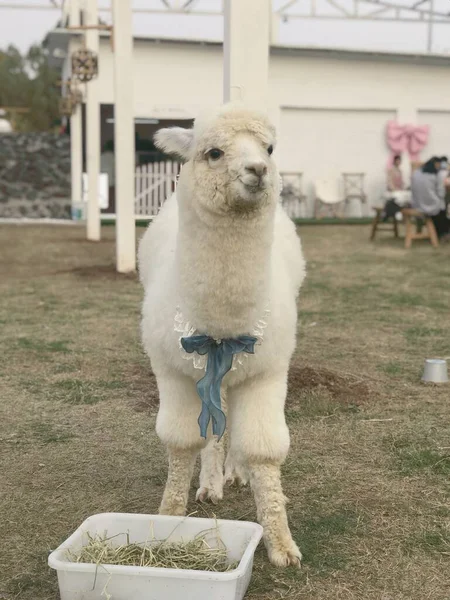 white dog in the farm