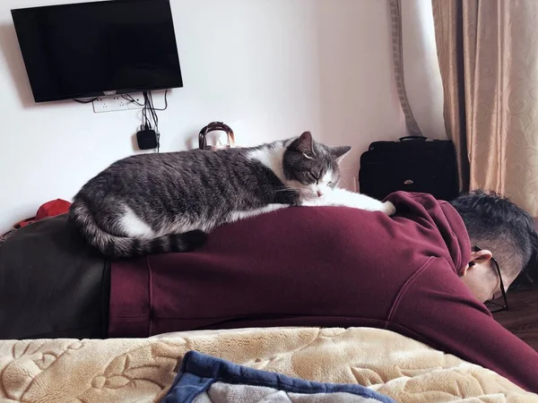 cat lying on bed with a dog