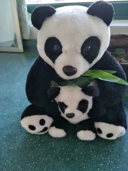 panda bear, animal, flora and fauna