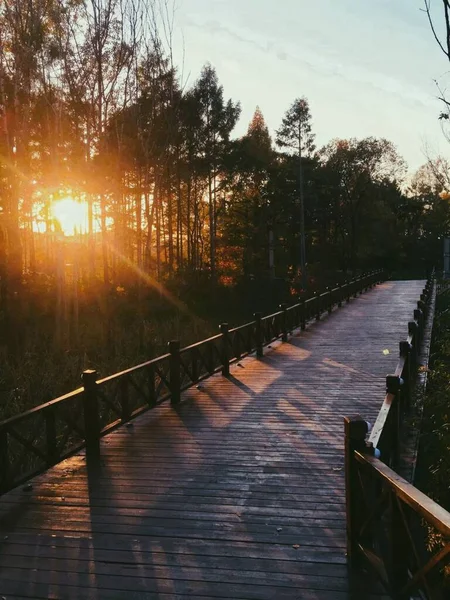 bridge in the forest