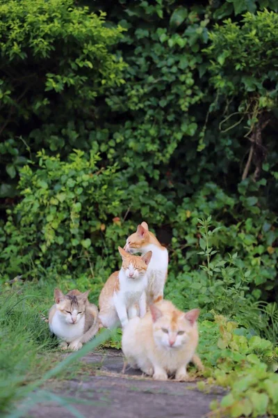 cute little kitten in the garden