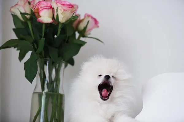 cute dog with flowers on white background