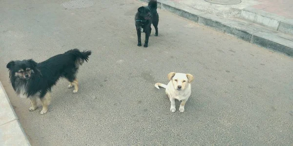 dog and dogs in the street