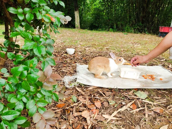 a young rabbit is eating a small dog in the park