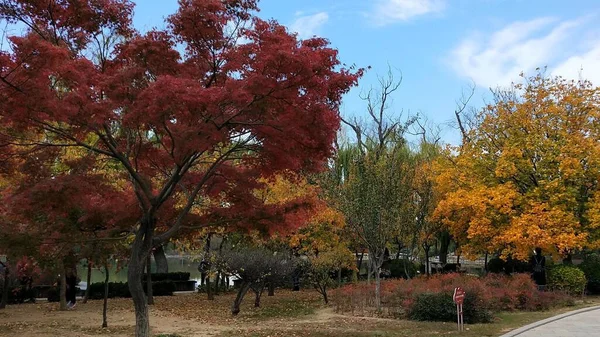 autumn landscape with trees and leaves