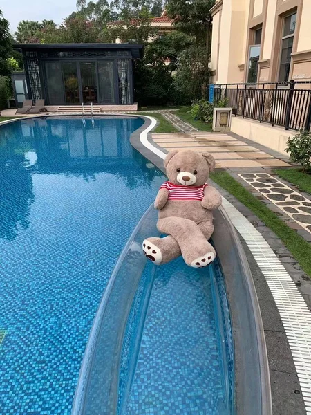 a beautiful shot of a cute dog in the pool