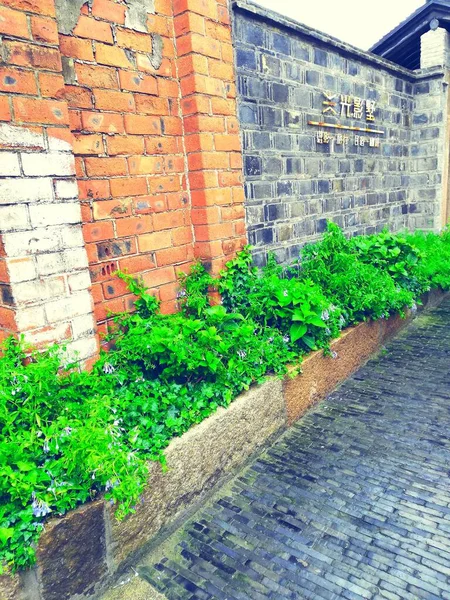 brick wall with green leaves and ivy