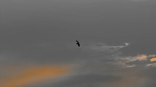 a beautiful shot of a flying bird in the sky