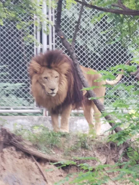 portrait of a young lion in the zoo