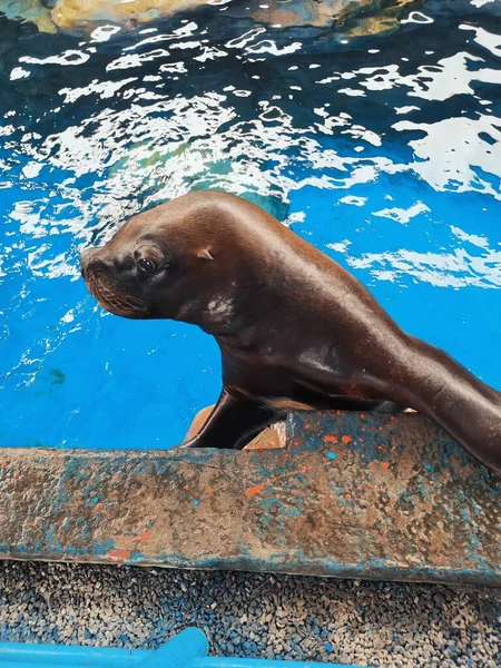 sea lion swimming in the water