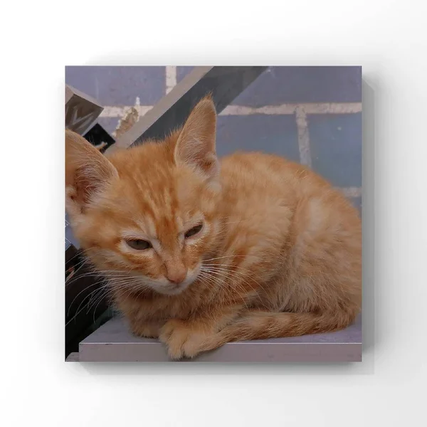 cute cat with a box on a white background