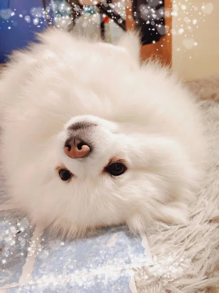 white fluffy pomeranian dog with christmas decorations