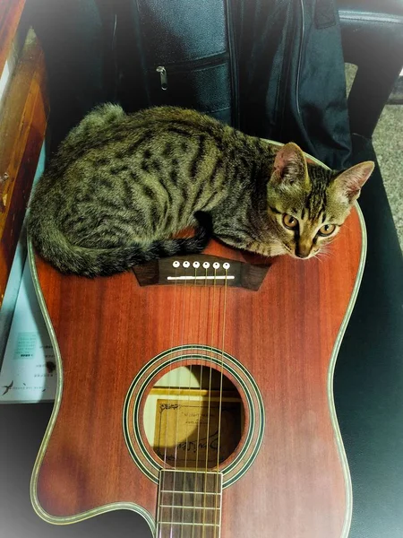 cat playing with a guitar