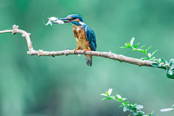 beautiful blue-green bird on a branch of a tree