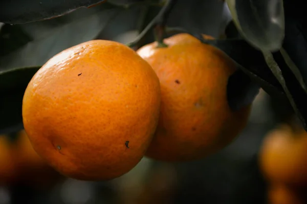 ripe orange fruit on a tree branch