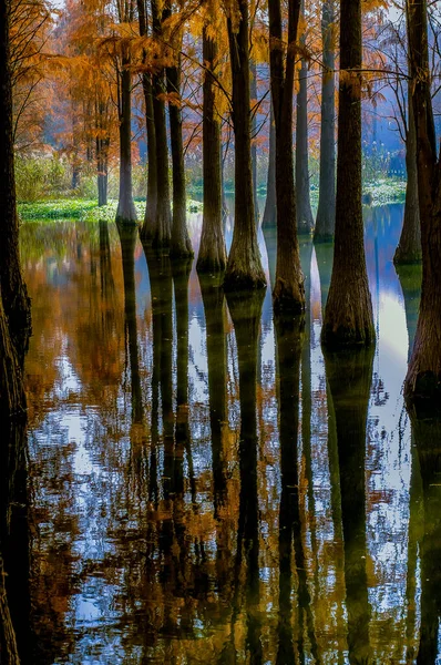 autumn landscape with reflection of trees and reflections