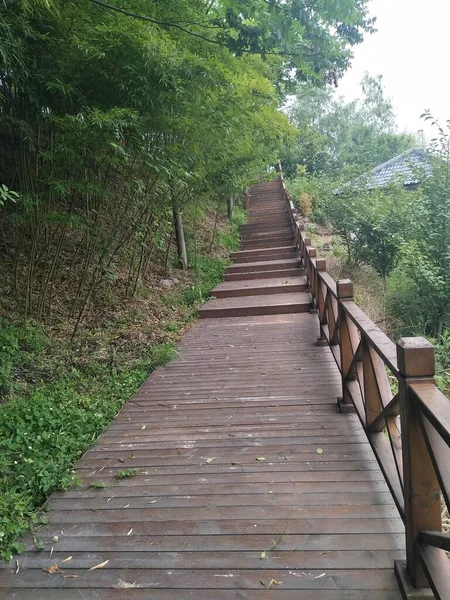 wooden bridge in the forest