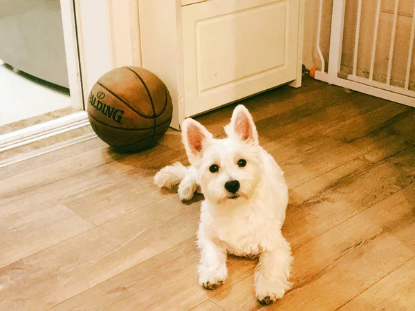 cute dog with ball on floor