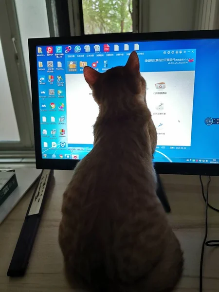cat with a laptop and a mouse