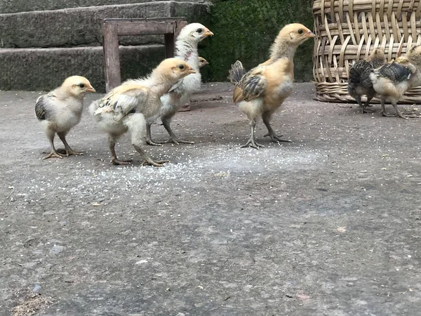 group of cute little chicks on the farm