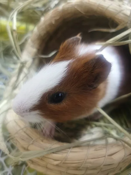 a closeup shot of a cute hamster