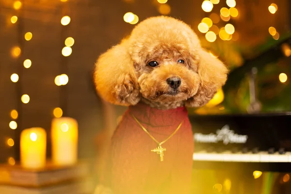 christmas dog with a gift box