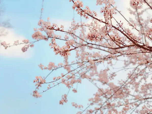 stock image beautiful pink flowers in the garden