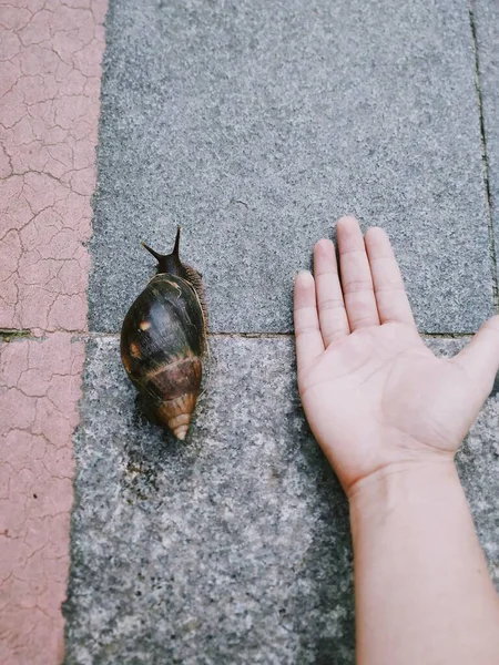 hand holding a snail on the ground