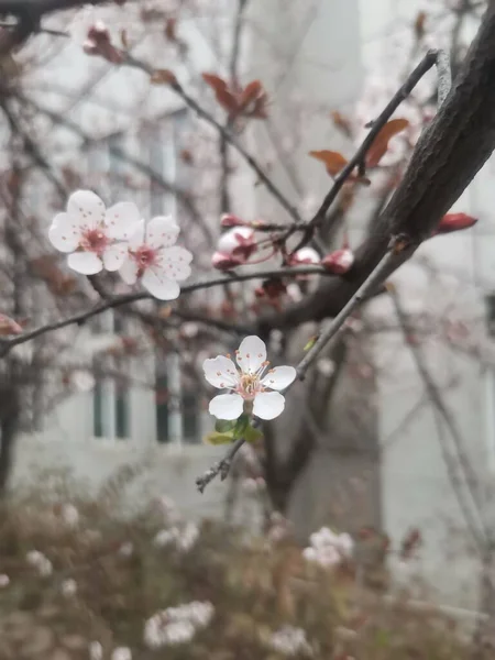 stock image beautiful spring flowers in the garden