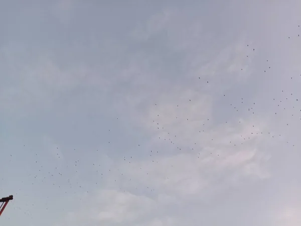 flock of birds in the sky