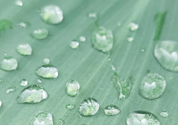 green leaves on a white background