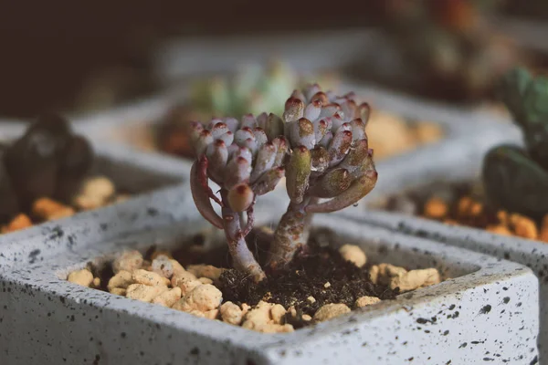 Primer Plano Una Planta Cactus — Foto de Stock