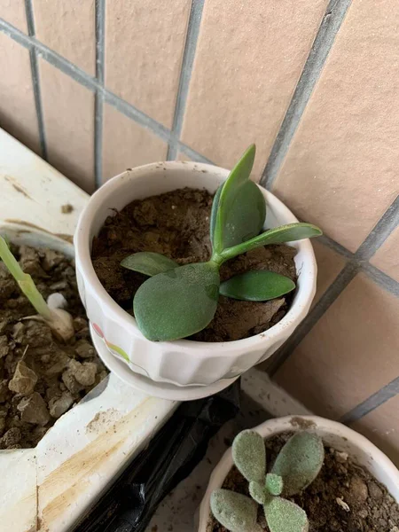 Planta Verde Una Olla Sobre Fondo Blanco — Foto de Stock