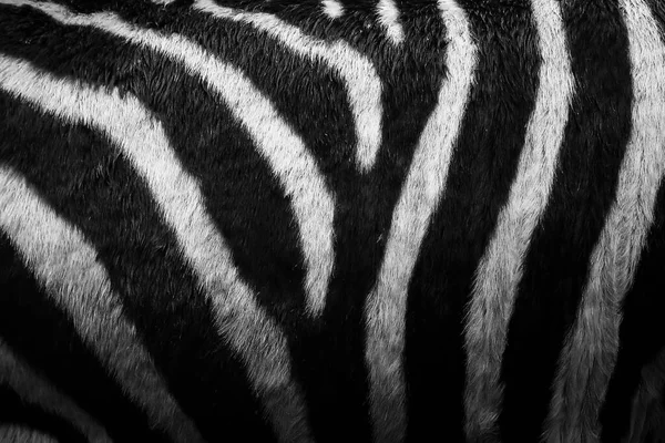 black and white zebra print, striped background