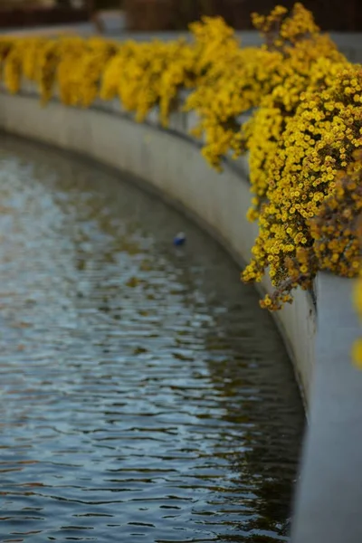 yellow flowers on the river bank